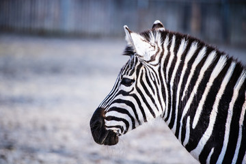 Fototapeta na wymiar Zebra portrait outdoor