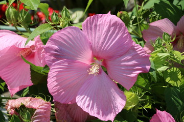 Purple Hibiskus Newbiscus XXL © ClaraNila