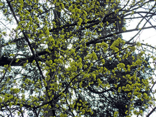 Fototapeta premium Wiosna w ogrodzie botanicznym, Zagrzeb, Chorwacja, Cornus mas L., 10