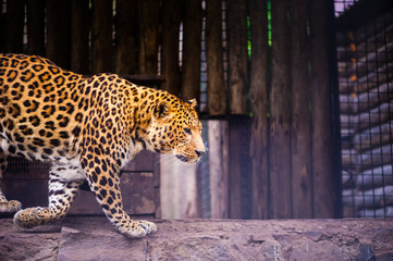 Portrait of a beautiful leopard