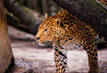 Portrait of a beautiful leopard