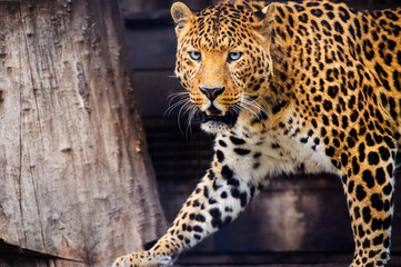Portrait of a beautiful leopard