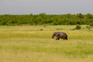 Wild african elephant close up, Botswana, Africa