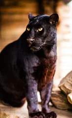 Foto op Plexiglas Mooie zwarte panter © The Len