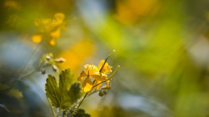 fresh and tender flowers of nipplewort, swallowwort, greater calendine in sunlit spring meadow, Chelidonium majus, macro texture background, nature flora shallow depth of field