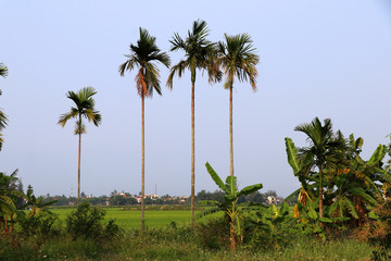 Naklejka premium Rice fields near Hoi An with palm trees - Vietnam Asia