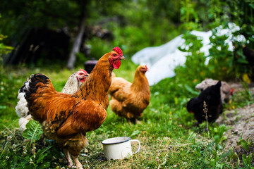 chicken on a farm