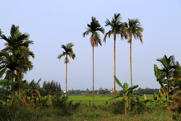 Obraz premium Rice fields near Hoi An with palm trees - Vietnam Asia