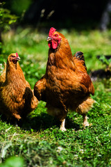 Fototapeta premium chicken on a farm