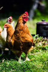 chicken on a farm