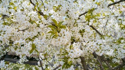 cherry blossom, Prunus cerasus, macro texture background of white tender flowers in spring, shallow...