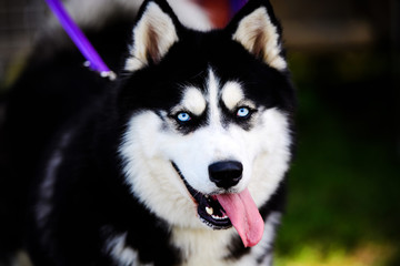 Funny husky dog with his tongue hanging out
