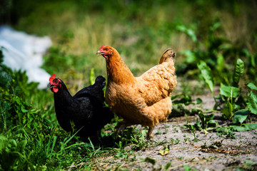hen on a farm