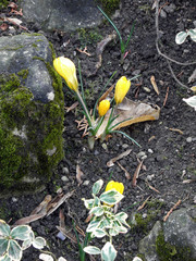 Spring in Botanical garden,Zagreb,Croatia,Europe,spring flowers,Saffron,36