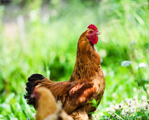 Red Rooster. Cock, rustic rural picture in sunny day.