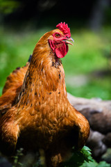 Red Rooster. Cock, rustic rural picture in sunny day.