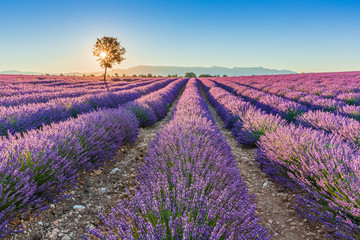 Plakat Provence, France. Valensole plateau.