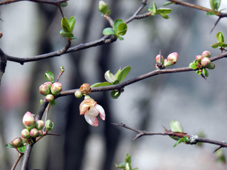 Spring in Botanical garden,Zagreb,Croatia,Europe,Chaenomeles japonica 'Alba',46