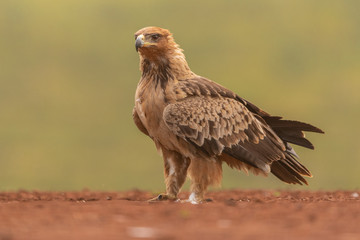 Tawny eagle landing on the ground