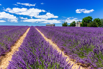 Plakat Provence, France. Valensole plateau.