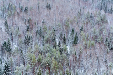 background, landscape - snowy winter forest