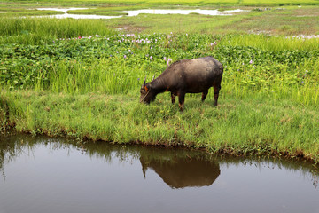 Rice fields near Hoi An with water buffalo - Vietnam Asia