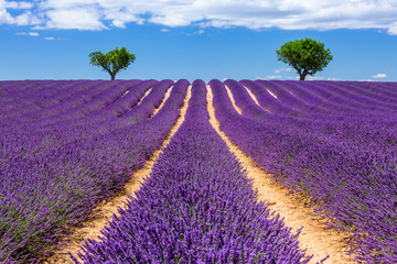 Provence, France. Valensole plateau.