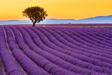 Zelfklevend Fotobehang Provence, Frankrijk. Valensole plateau bij zonsondergang. © SCStock