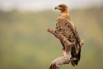 Tawny eagle perched on a branch