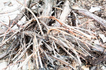  tree branches texture
