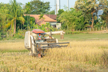 NAKHON PHANOM, THAILAND - NOV 18, 2018 : Harvester machine working harvesting rice in the field.