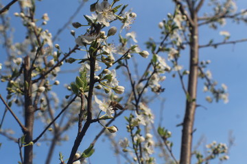 Trento - Trentino e i suoi fiori 