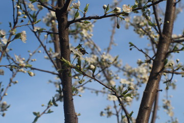 Trento - Trentino e i suoi fiori 