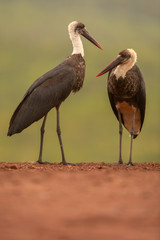 Couple of Woolly-necked storks preening