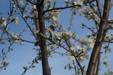Trento - Trentino e i suoi fiori 