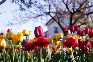Yellow and red tulips with fringe on the background of trees and houses, spring flowers bloom in...