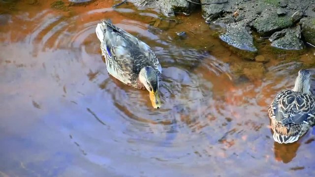Patos comiendo