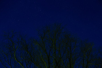 Fototapeta na wymiar night starry sky through the trees