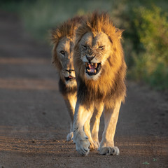Two male Lions on the move with the Lion in front growling