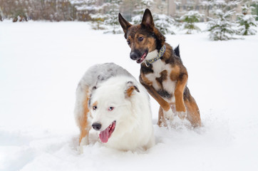 The Australian shepherd.  Dogs play with each other. Walking outdoors in the winter.  How to protect your pet from hypothermia. 