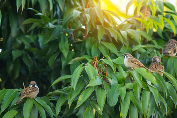 Bird Sparrow on a branch