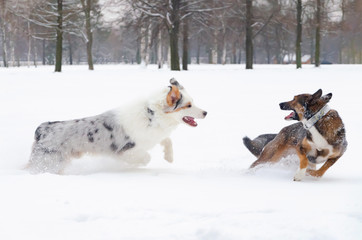 Fototapeta na wymiar The Australian shepherd. Dogs play with each other. Walking outdoors in the winter. How to protect your pet from hypothermia. 
