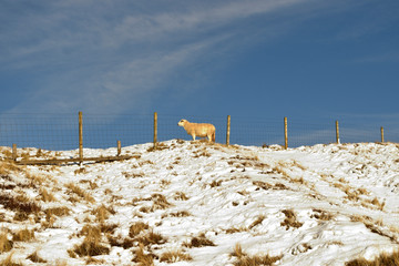winter sheep