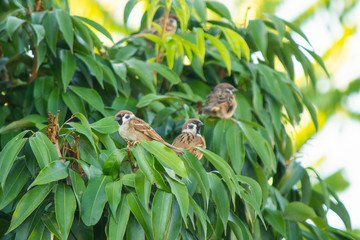 Bird Sparrow on a branch