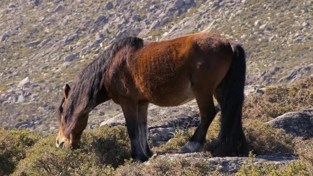 Caballo salvaje comiendo