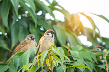 Bird Sparrow on a branch