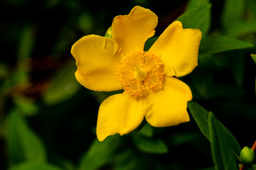 Hypericum bush in bloom