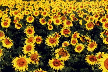 Fototapeta na wymiar Beautiful sunflowers in the field