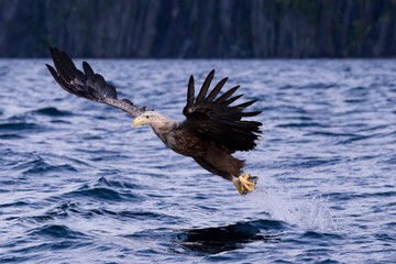 Ein freigestellter fliegender Seeadler mit Beute in den Krallen