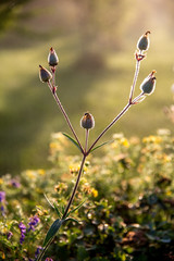 Wild rural flowers on green field.